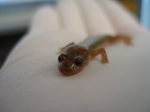 desmognathus ochrophaeus: Allegheny Mountain Dusky Salamander